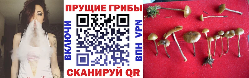 Псилоцибиновые грибы Cubensis  Пыть-Ях 